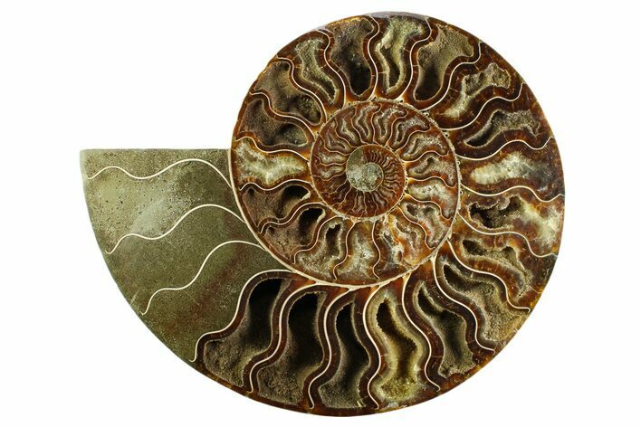 Cut & Polished Ammonite Fossil (Half) - Madagascar #359532